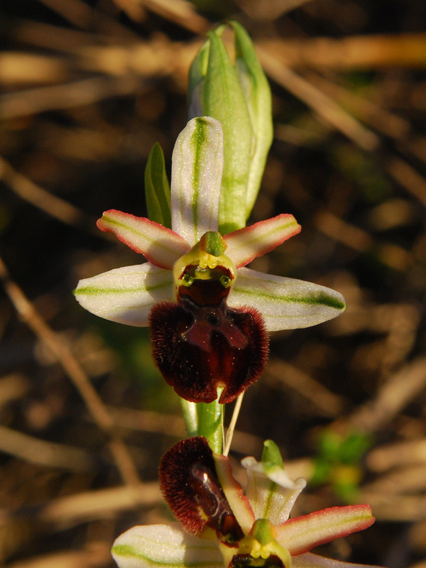 Ophrys Exaltata.... Subsp. Italia
